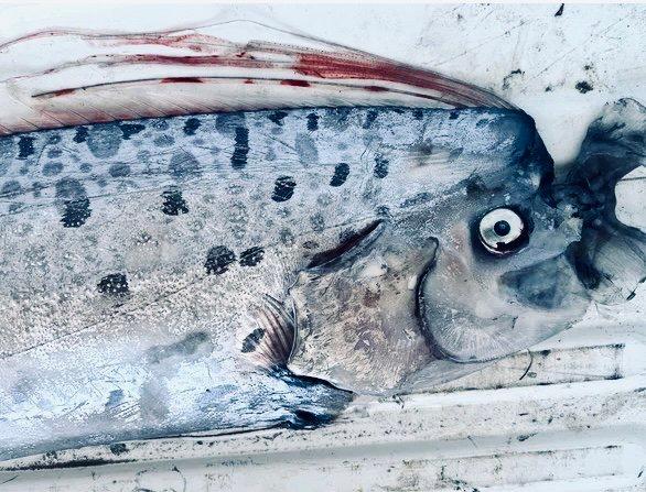 🐟 Рыба судного дня О_о