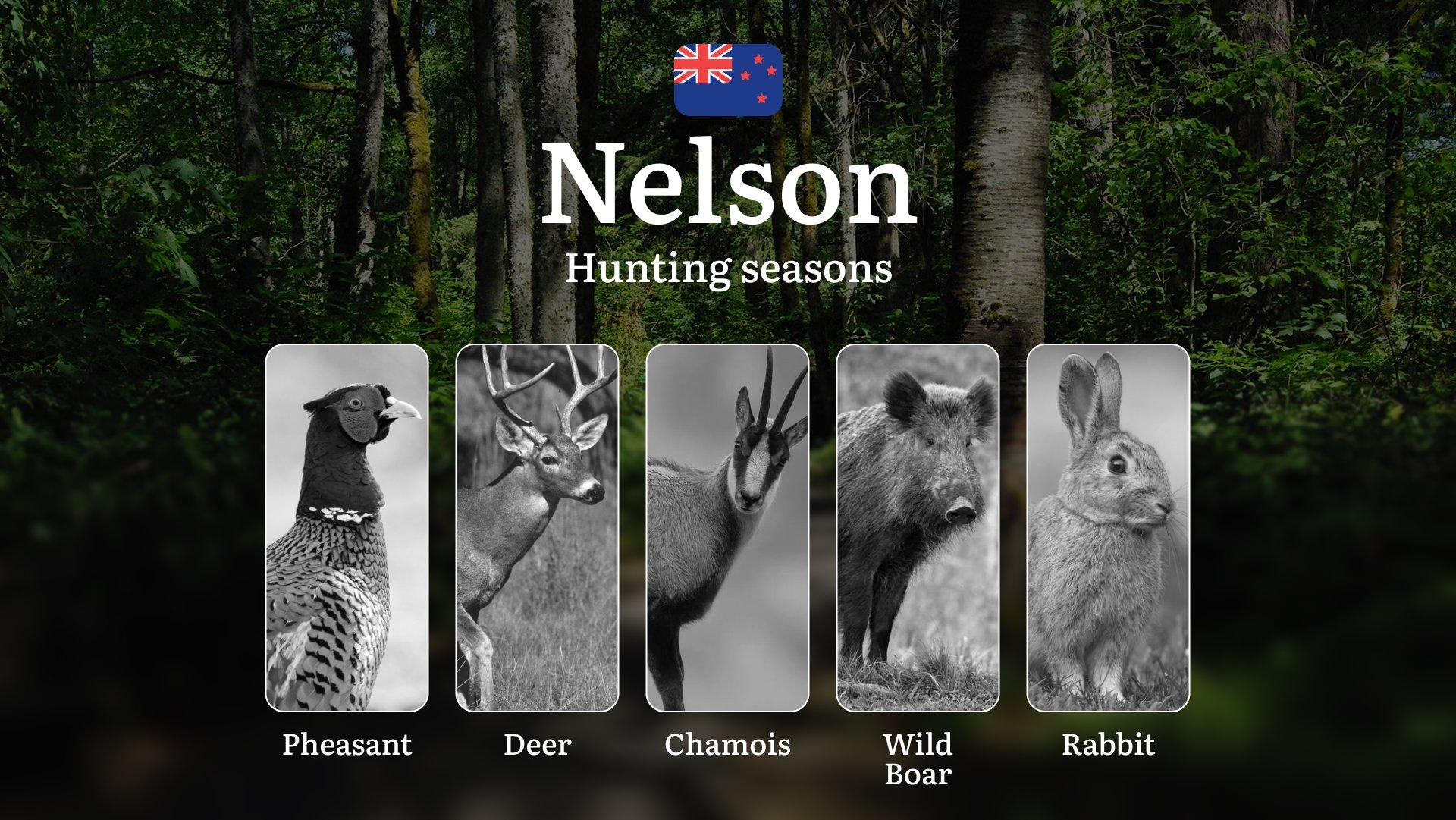NELSON Region, New Zealand: Hunting seasons, Regulations and Rules, Tips for Choosing the Right Time for hunting