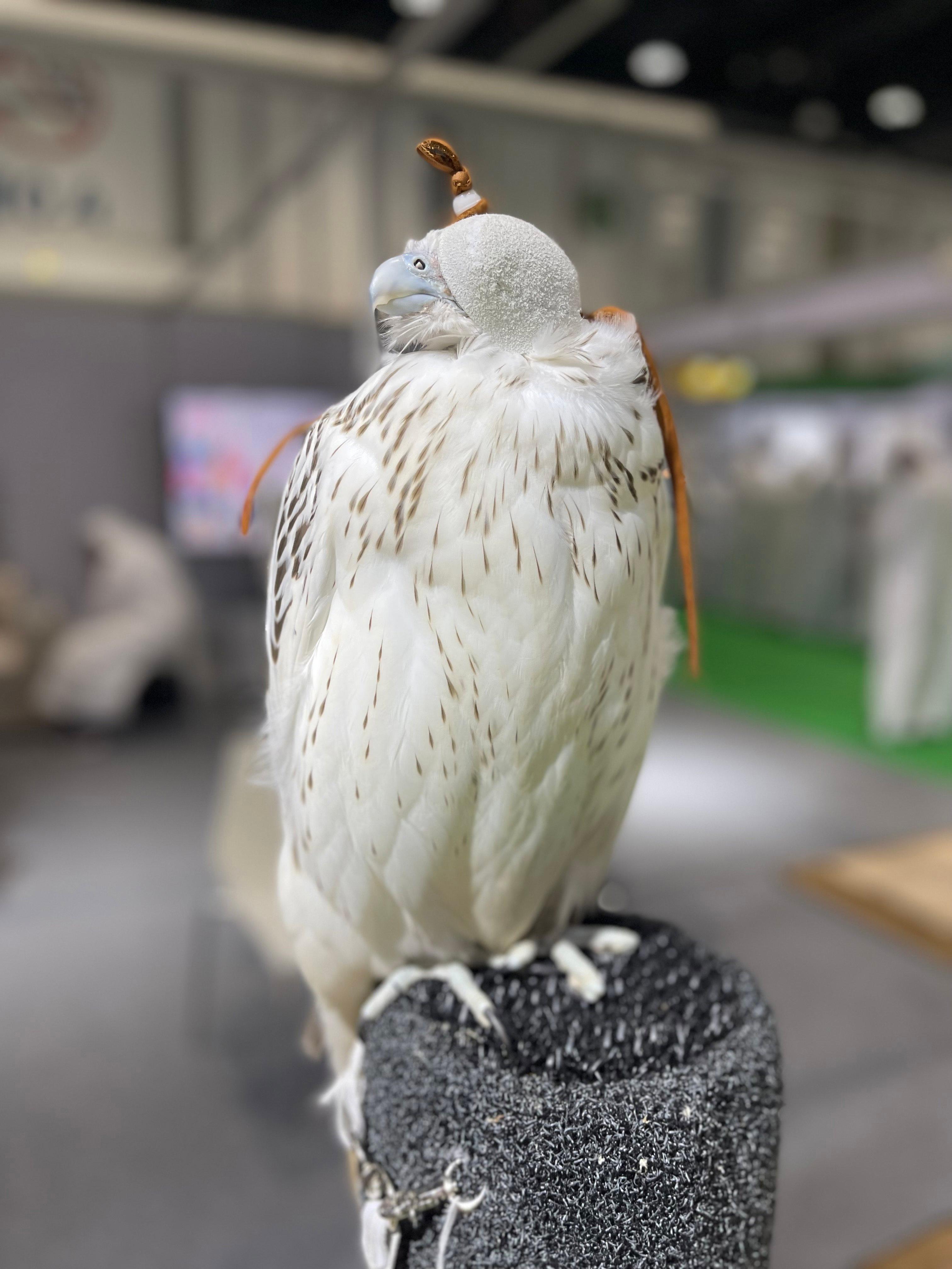 Sokols in the UAE and Saudi Arabia: A Cultural Treasure