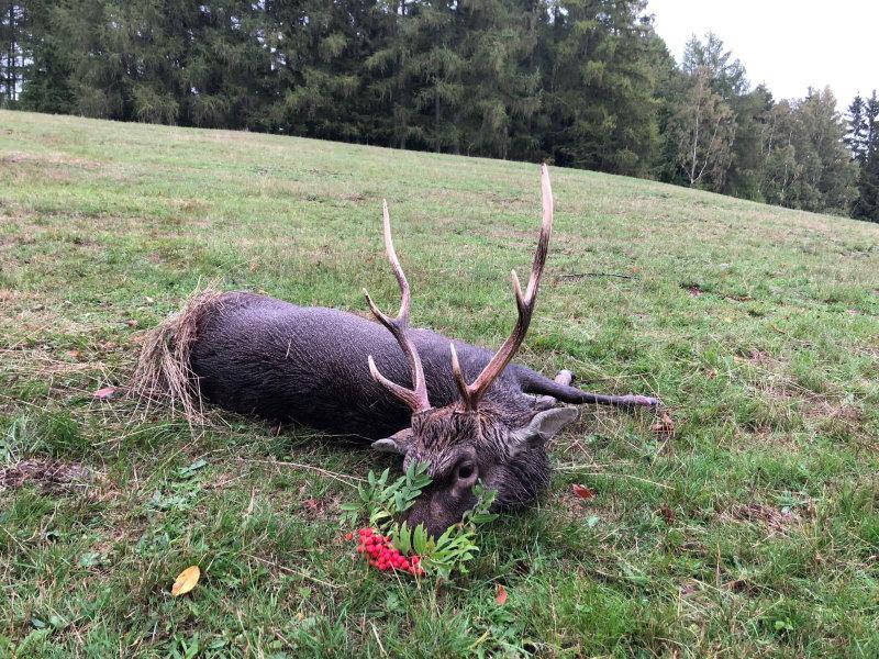 A memory of the best time of the year - Red deer,Sika deer ,Fallow deer and Roebucks rut in Europe 🇭🇺🇨🇿🇸🇰, when I was hunting with clients.🌲🦌📯
