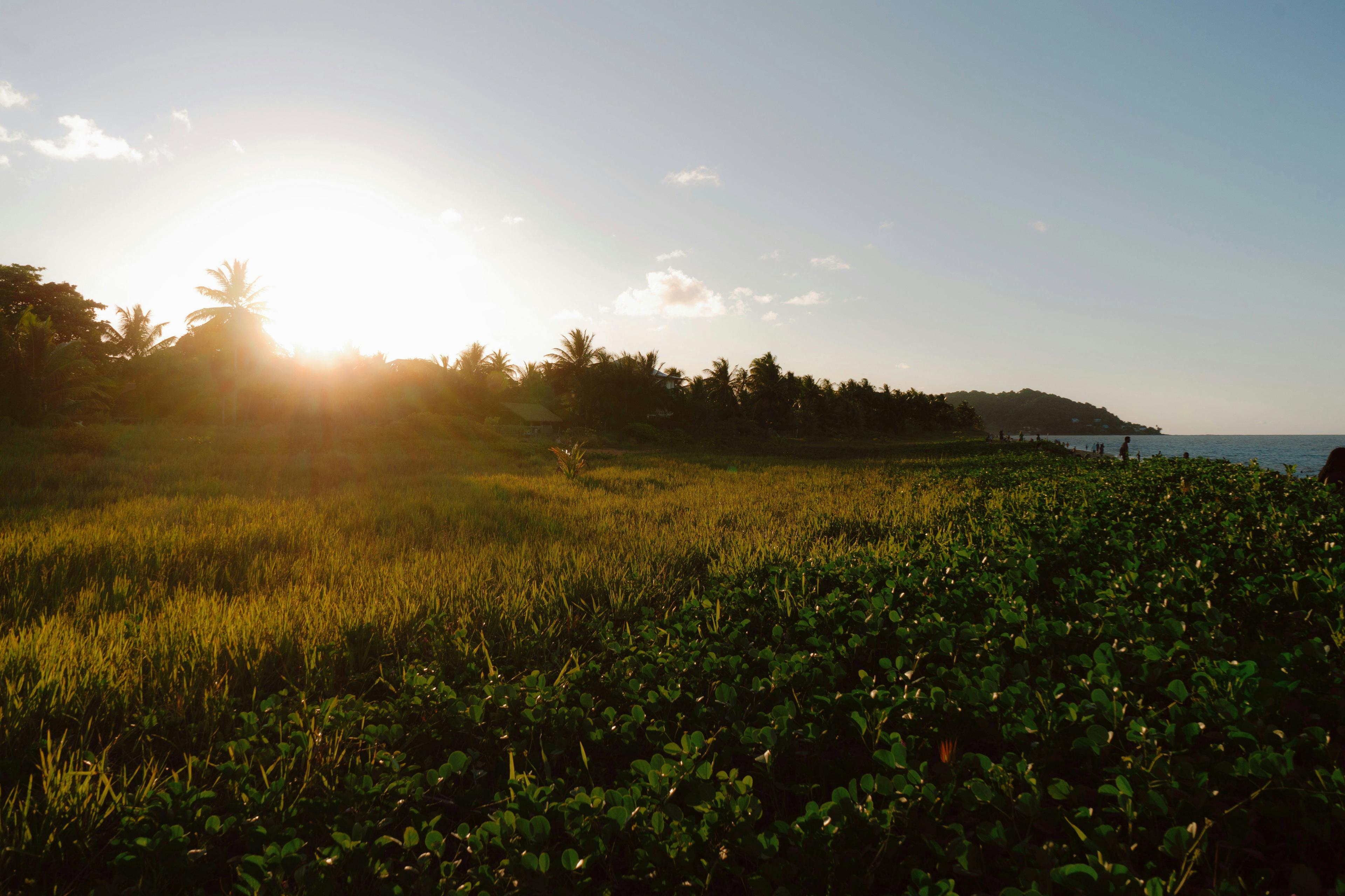 Chasse en GUYANE: Reliefs forestiers, traditions locales, réglementation cynégétique et faune tropicale