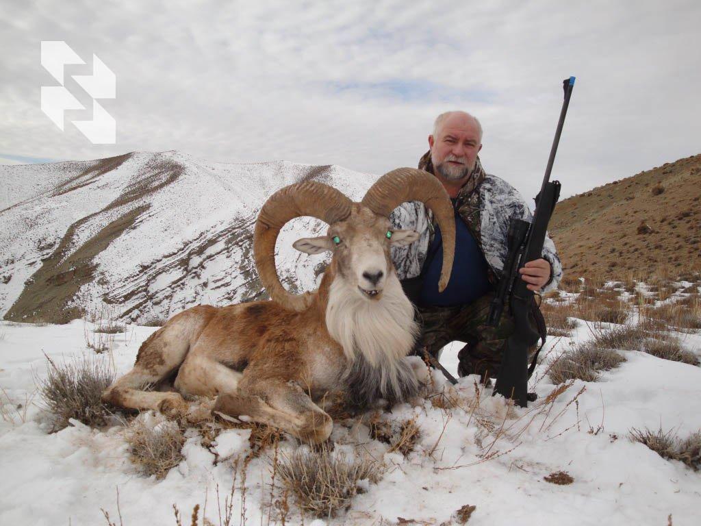 Red Sheep in Iran: Unique Offer with 40% Discount