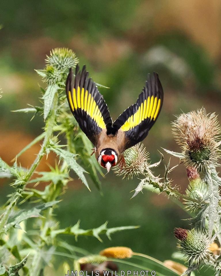 Por suerte cuando quiero fotografíar a un jilguero (Carduelis carduelis)Julio Barcelona no tengo ninguna dificultad en encontrarlos,otra cosa es el tipo de fotografía que pueda hacerle y que  quede lo mejor posible es un ave que por su colorido se presta a cualquier toma,pero la luz y lo que acompaña a la fotografía es primordial.un saludo