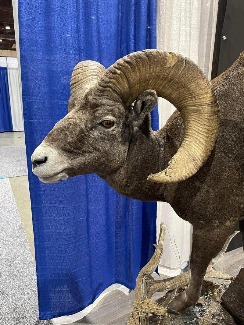 From the mountains in Wyoming all the way to Wild Sheep show in 4 months 👍 My slam was completed and Donny Paul owner of Ceder Creek Taxidermy from Cody WY smashed it!