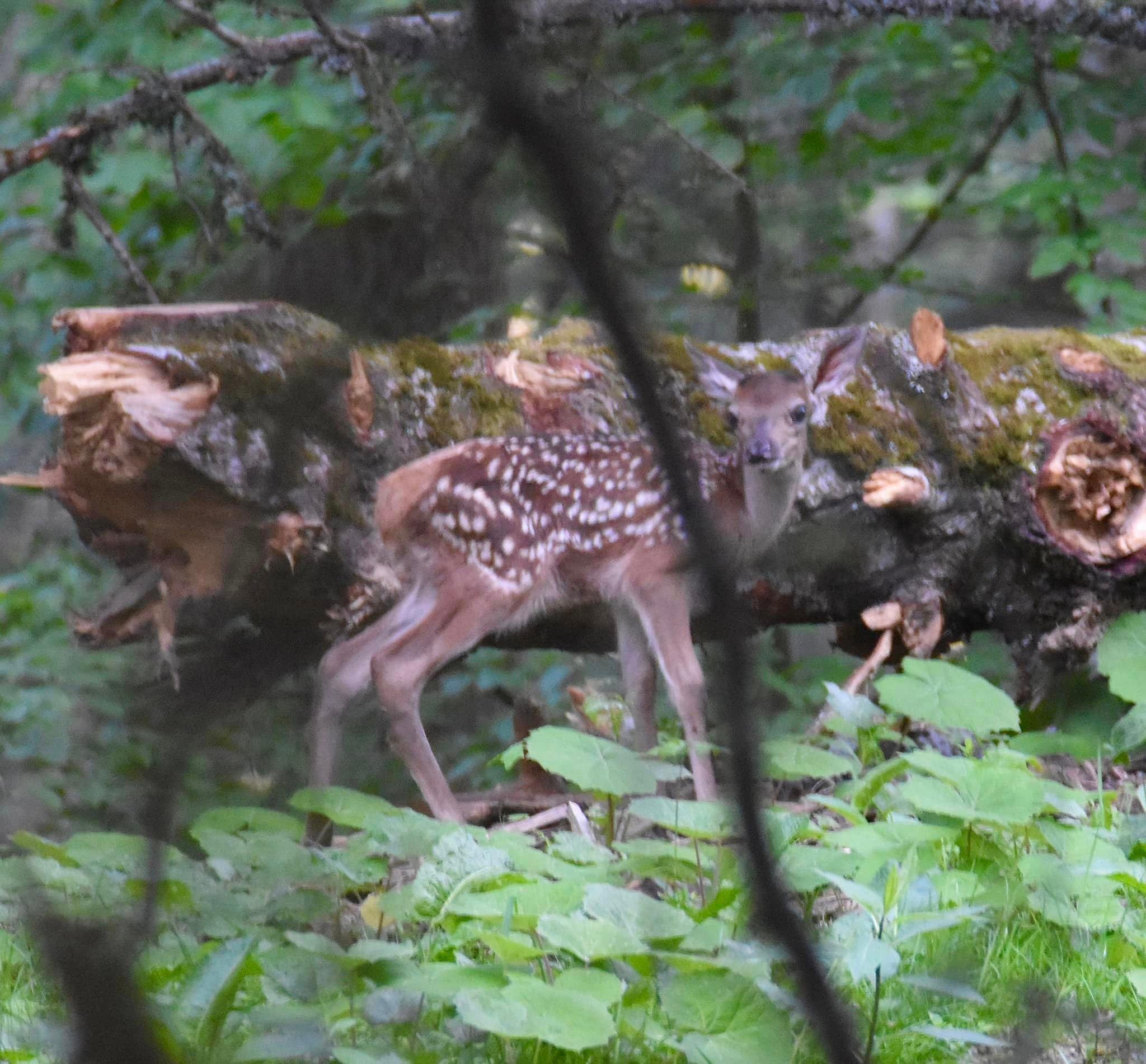 Bambi, au bord d’un chemin 😀￼ Petit rappel, ne jamais les toucher!