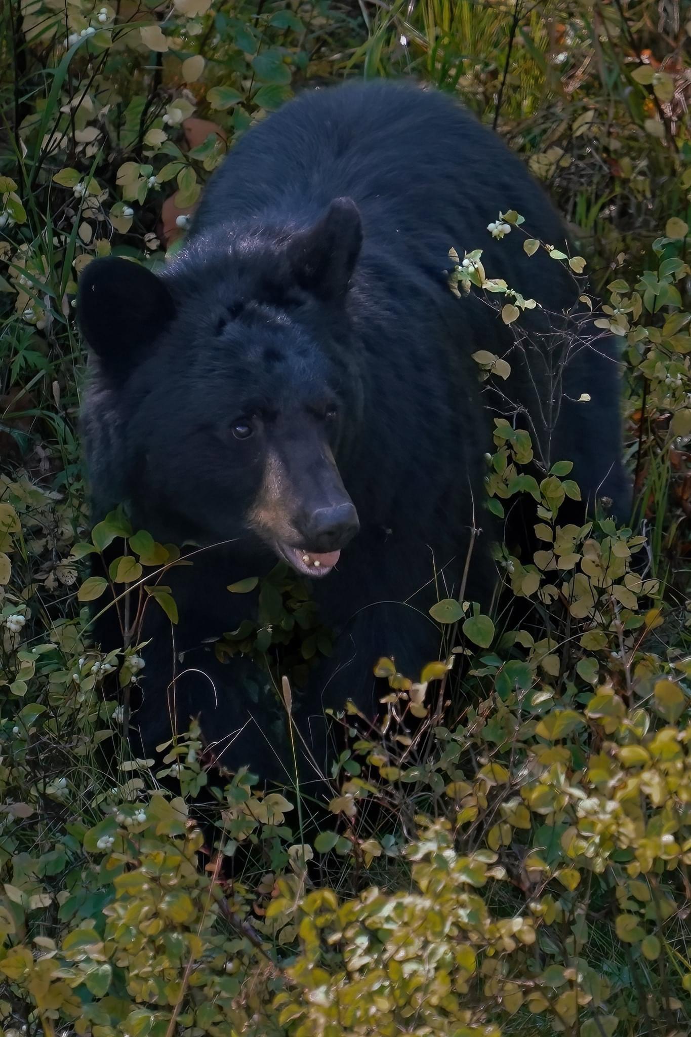 Some of my favorite shots from the #Yellowstone area.