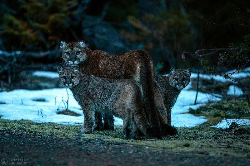 Here’s a wild mountain lion and her two kittens that I photographed a few years ago near Terrace, BC.