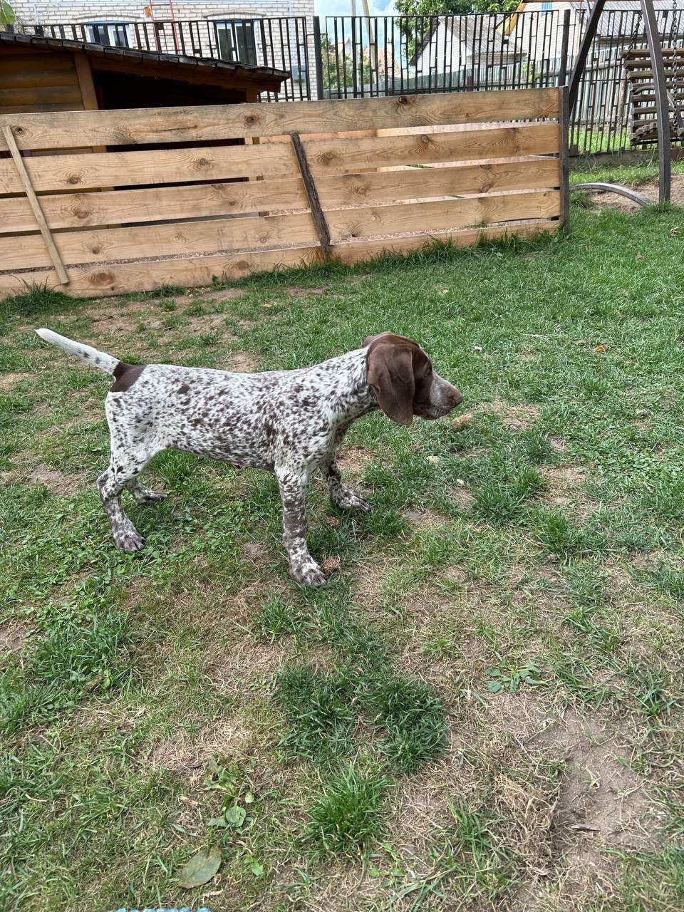 The German Shorthaired Pointer Puppy: Characteristics, Care, and Training for Hunting