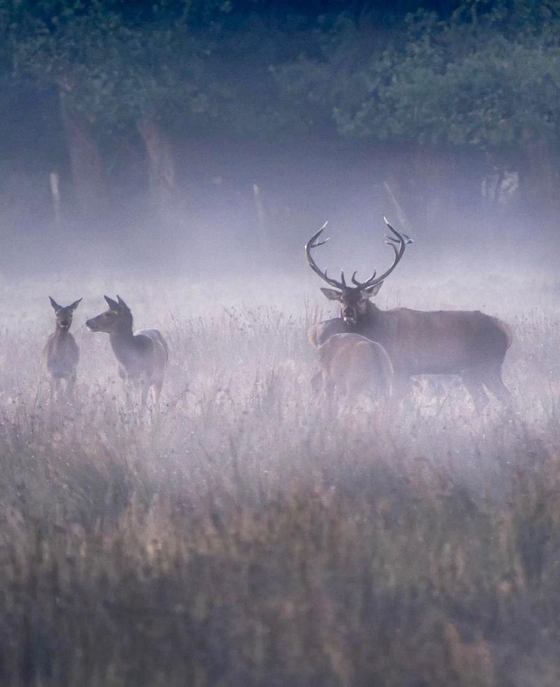 A native Irish Red stag stands guard over his harem of hinds on a misty morning in Killarney National Park during a previous rut