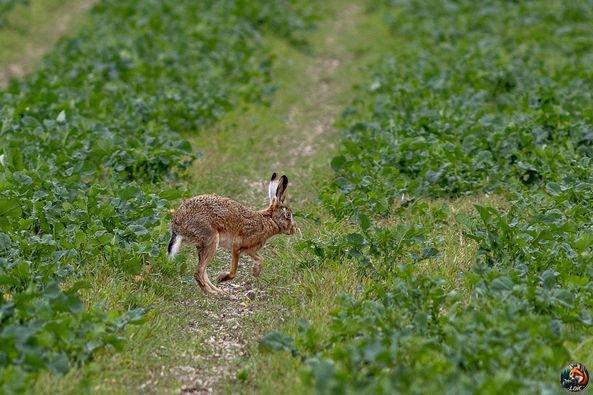 Petit lièvre