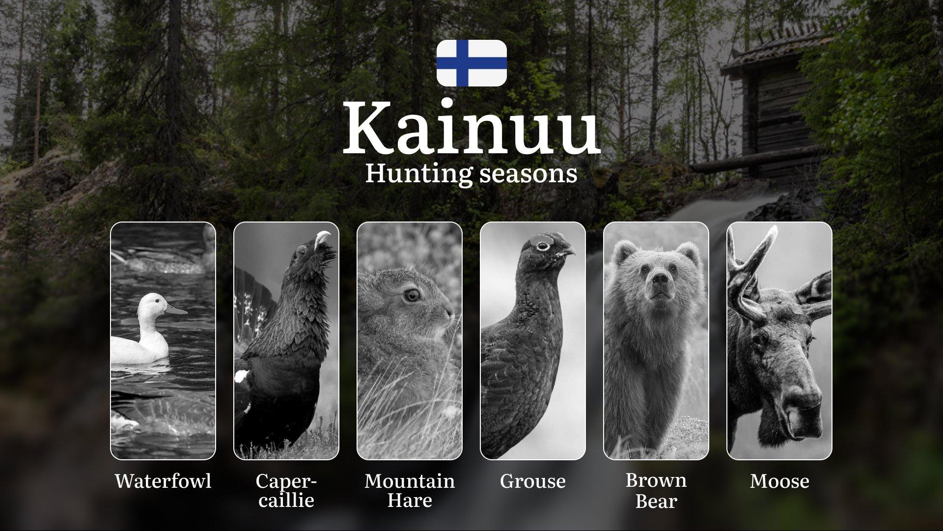 Hunting Seasons in KAINUU: Official Opening/Closing Dates, Required Permits, Key Regulations and Practical Recommendations