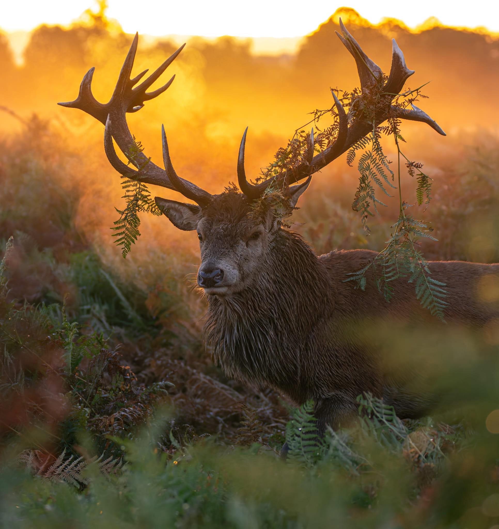 A Brilliant Day Capturing Stags in the Wild