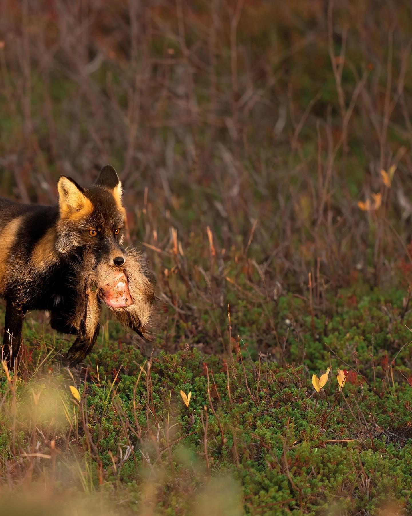 Today, I had a very special encounter at sunrise: I managed to spot and photograph a cross fox.