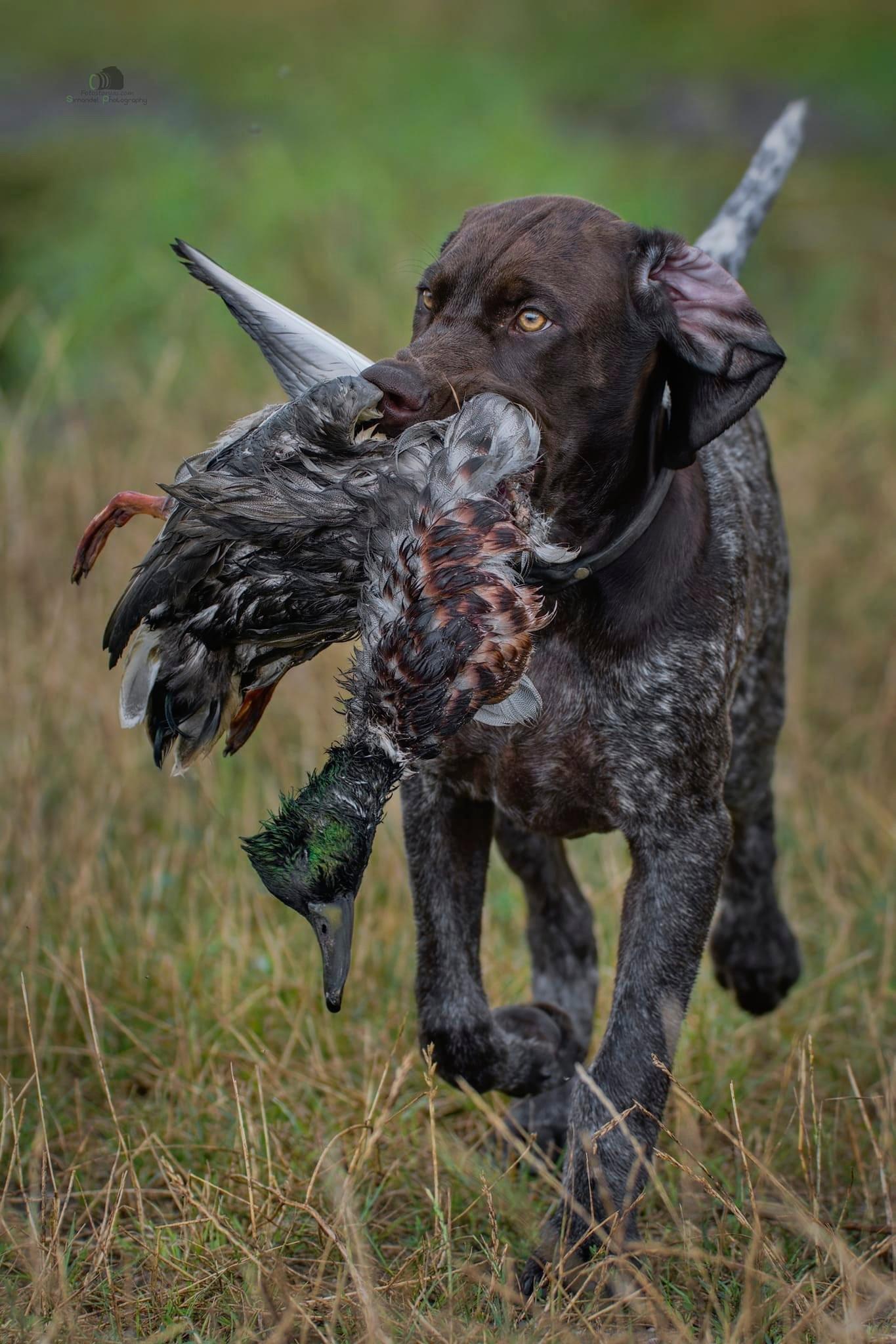 A little German who has a hunting desire to learn.