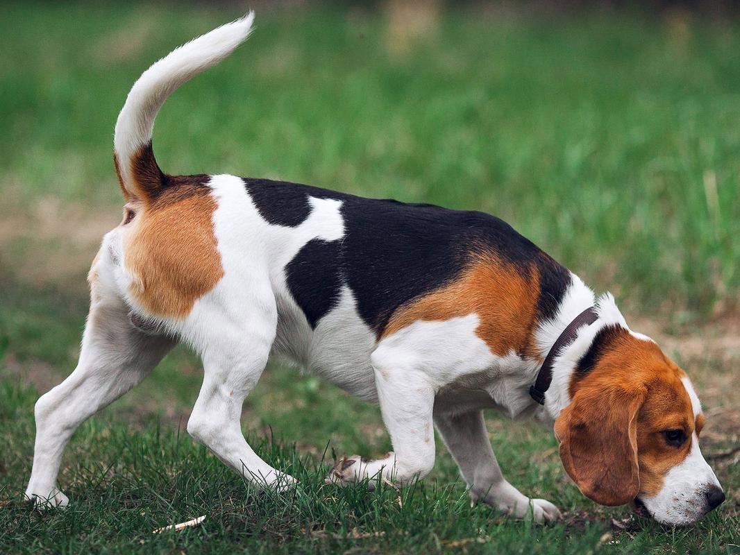 Beagle is a hunting dog breed