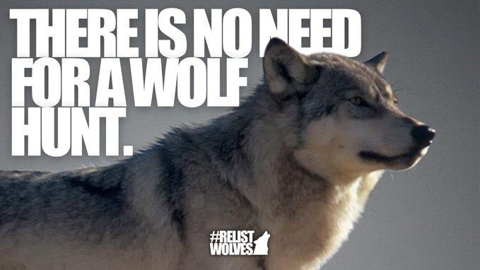 Killing just one wolf disrupts pack stability leading to more conflicts with livestock NOT less.