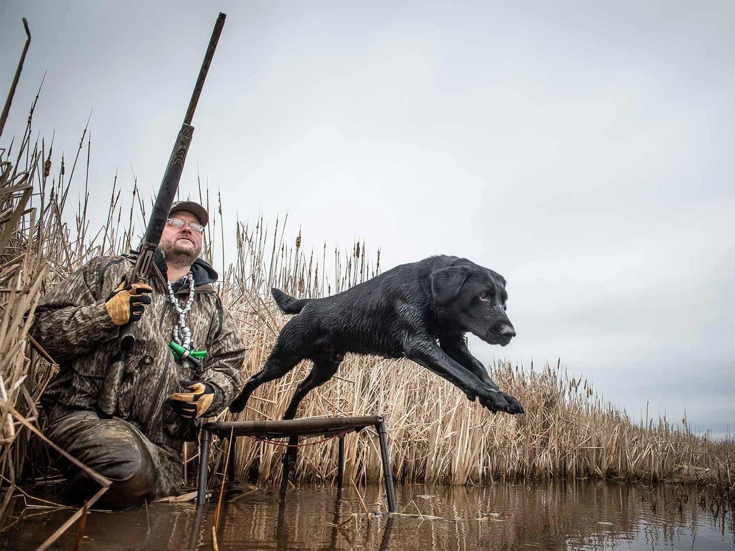 America's Duck Dog: The Labrador Retriever