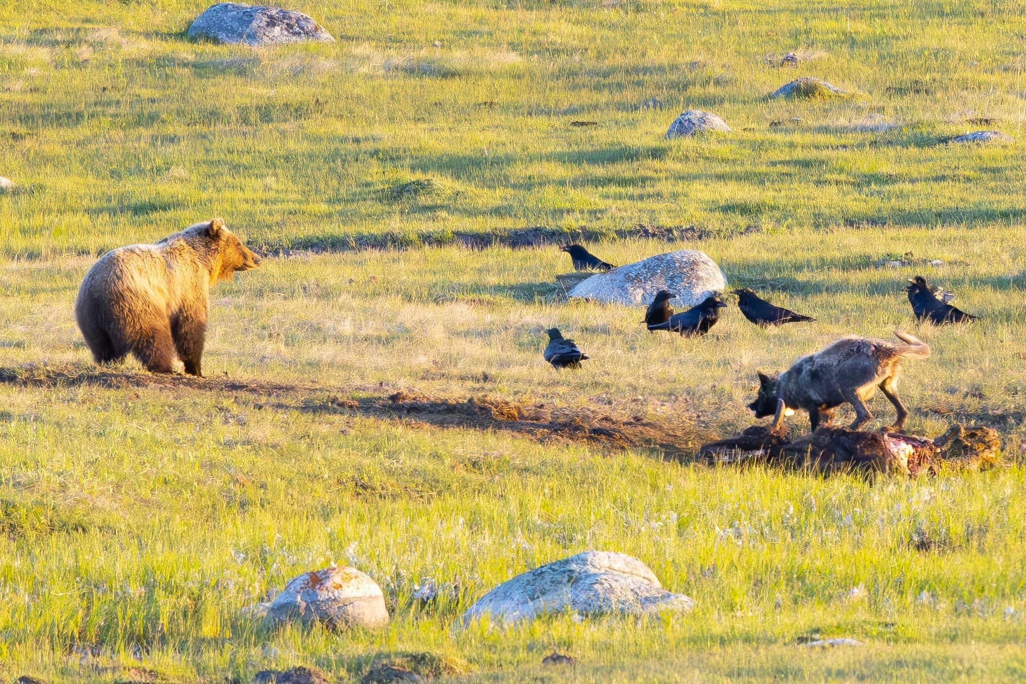 Wolf charges Bear, then Bear charges the Wolf.
