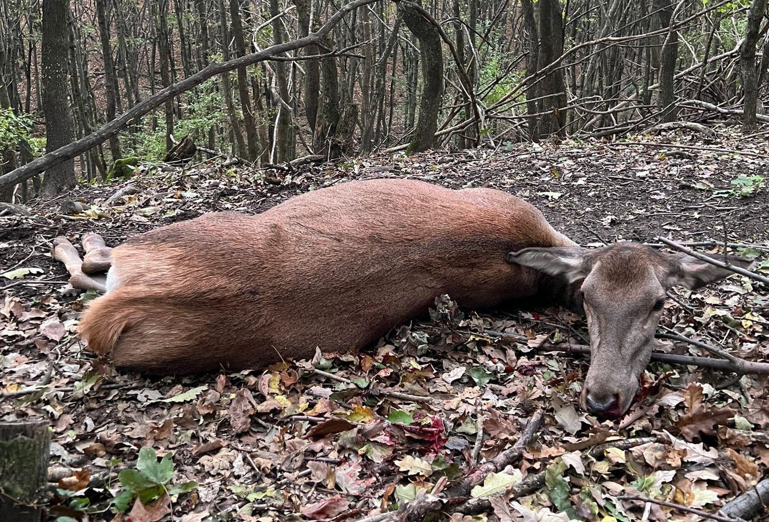 🇭🇺🐗🦌🌿