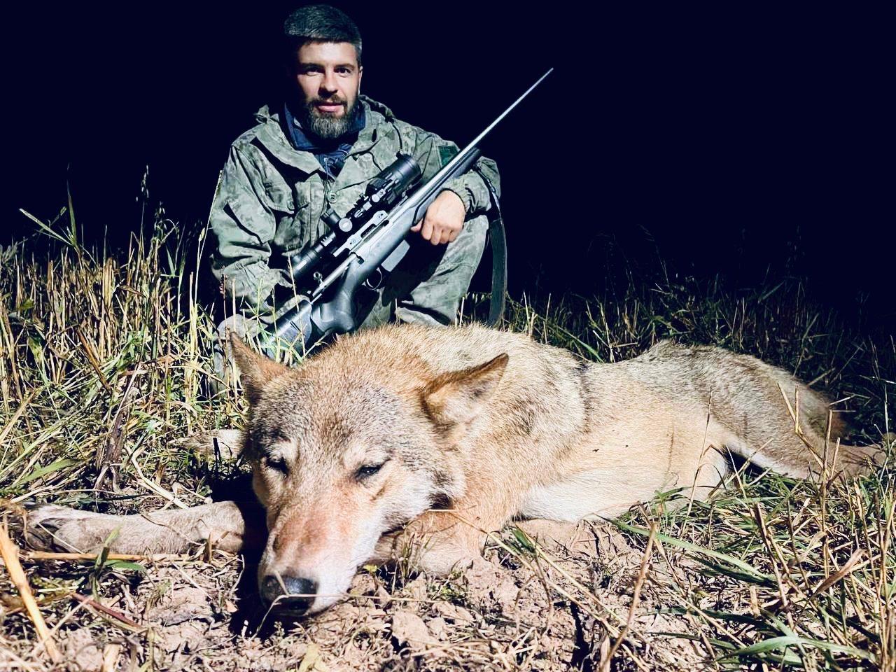 Wolf Hunting in Belarus: Complete Guide to Seasons, Methods, Permits, and Prices