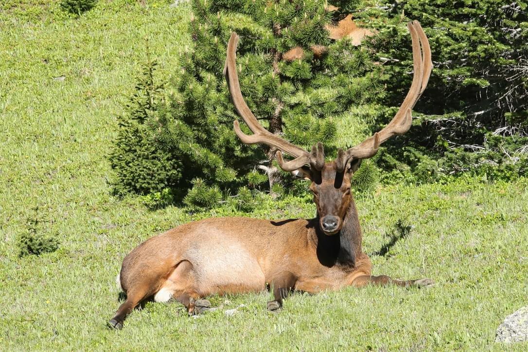 These beautiful bull elk took a break on the hillside along TRR.