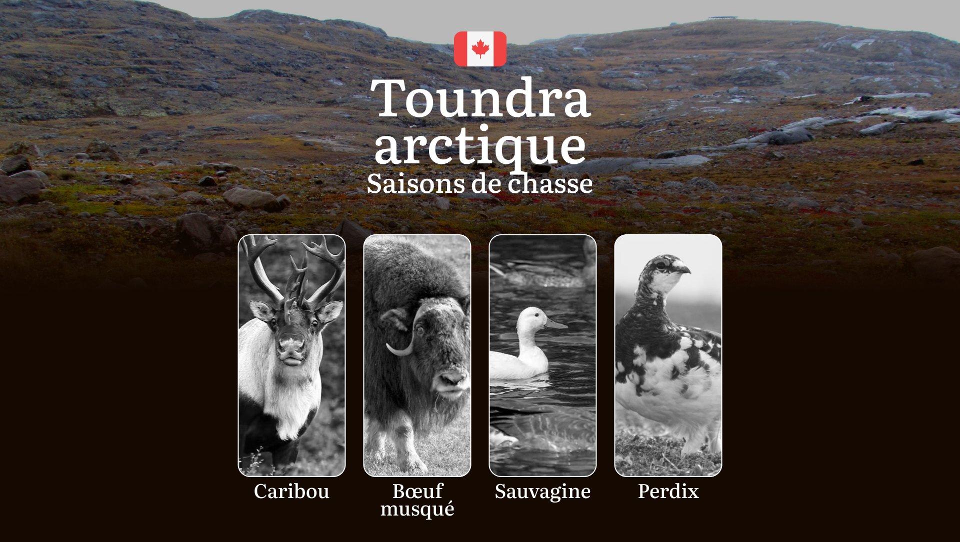 Saisons de chasse dans la TOUNDRA ARCTIQUE (Canada): périodes officielles, réglementation essentielle et conseils pratiques 