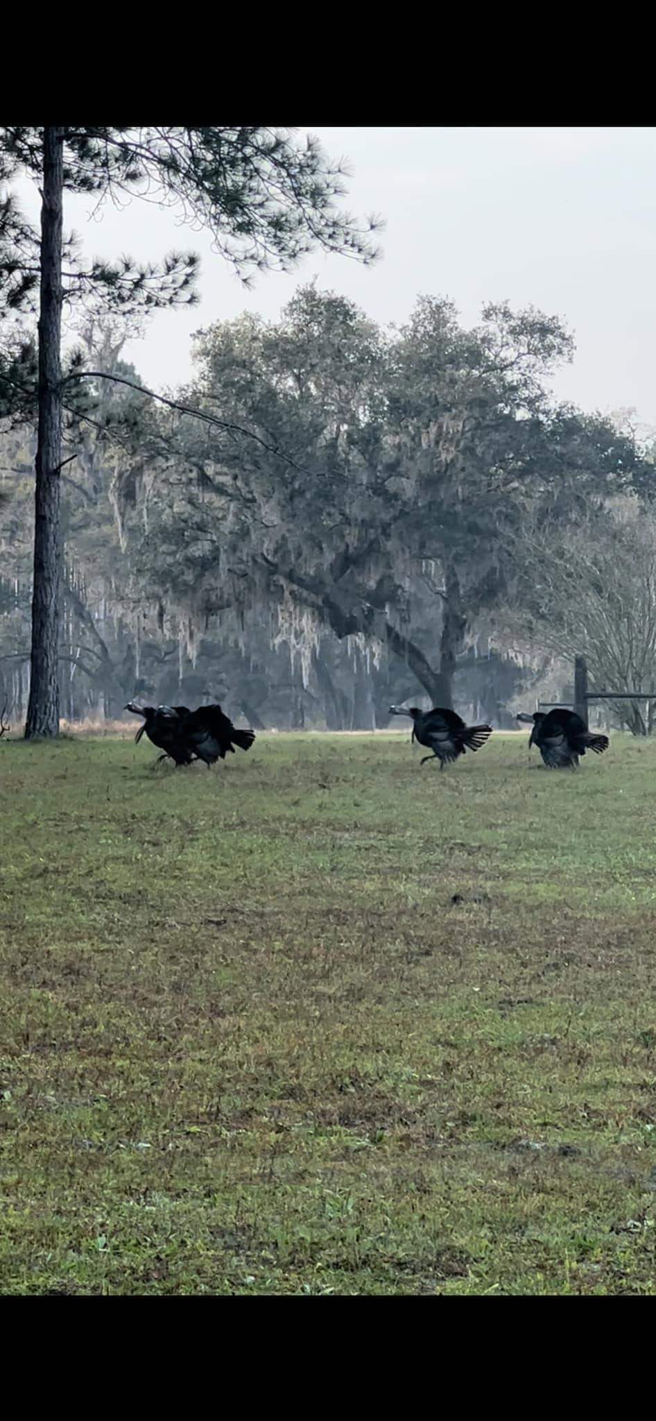 Had an incredible 2023 Osceola turkey season.
