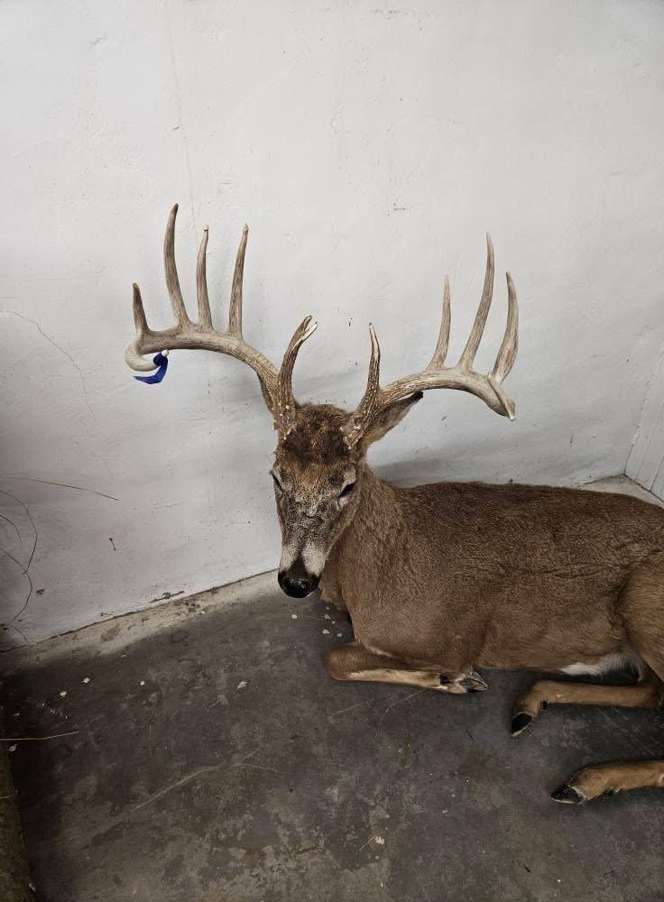 Full moose charging (repro antlers) 3️⃣5️⃣0️⃣0️⃣