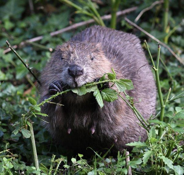 Der Biber, ein fleißiges und geschicktes Tier, formt mit seiner Präsenz die Gewässerlandschaften und verkörpert den Geist des Baumeisters in der Natur.