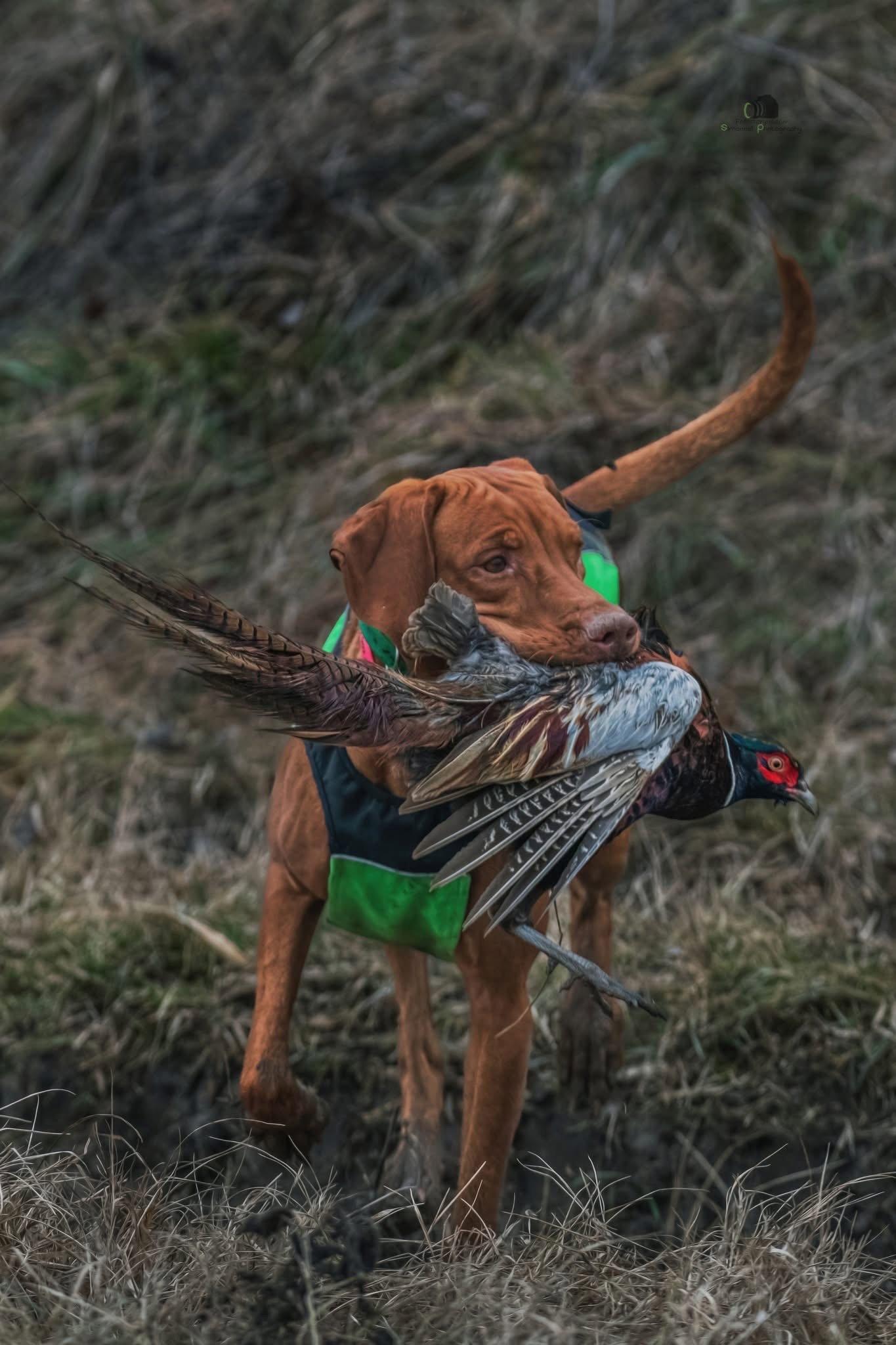 The second series of hunting photos from a pheasant hunt between the banks in the heart of the floodplain forests.🐾🌿