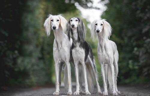 Saluki je prokazatelně jedním z nejstarších psích plemen.