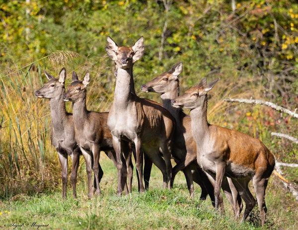 Moments magiques et inoubliables offerts par mère nature que je partage avec vous tous 🙏🍃✨🦌