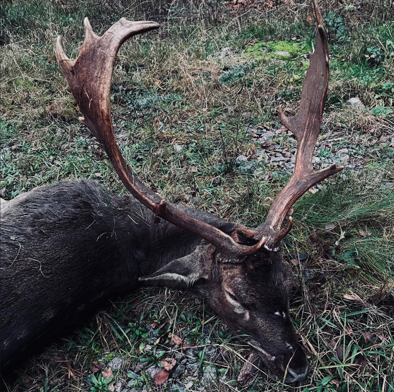 This magnificent beast was taken today at 300 meters — clean shot, perfect moment.