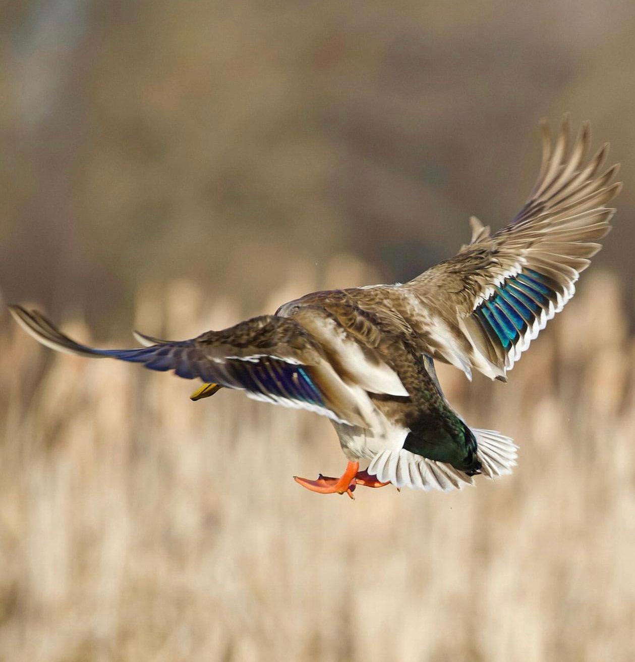 Duck Hunting in Morocco: A Complete Field Guide for Waterfowl Hunters 🦆