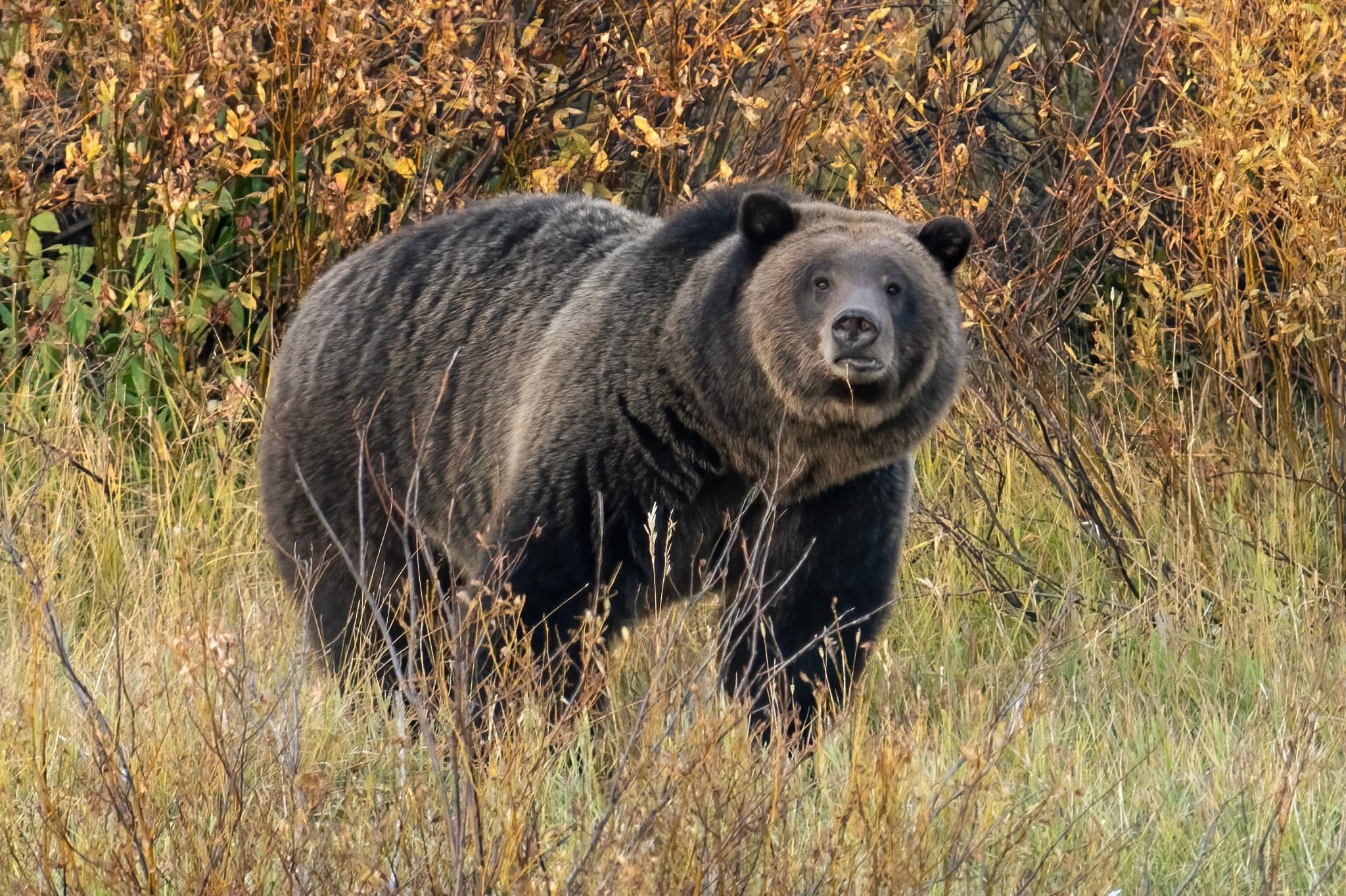 Some of my favorite shots from the #Yellowstone area.
