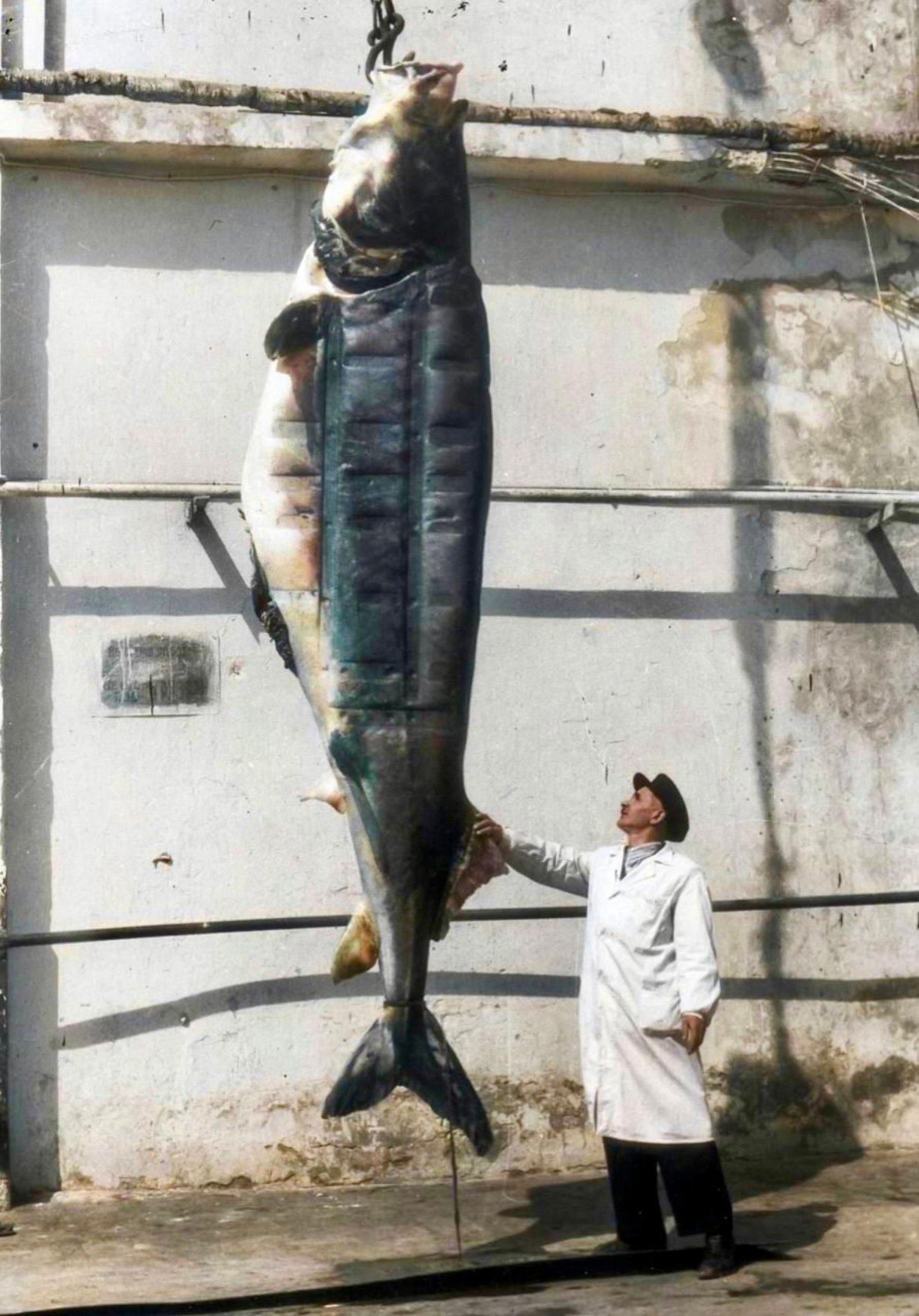Beluga 500 kg.