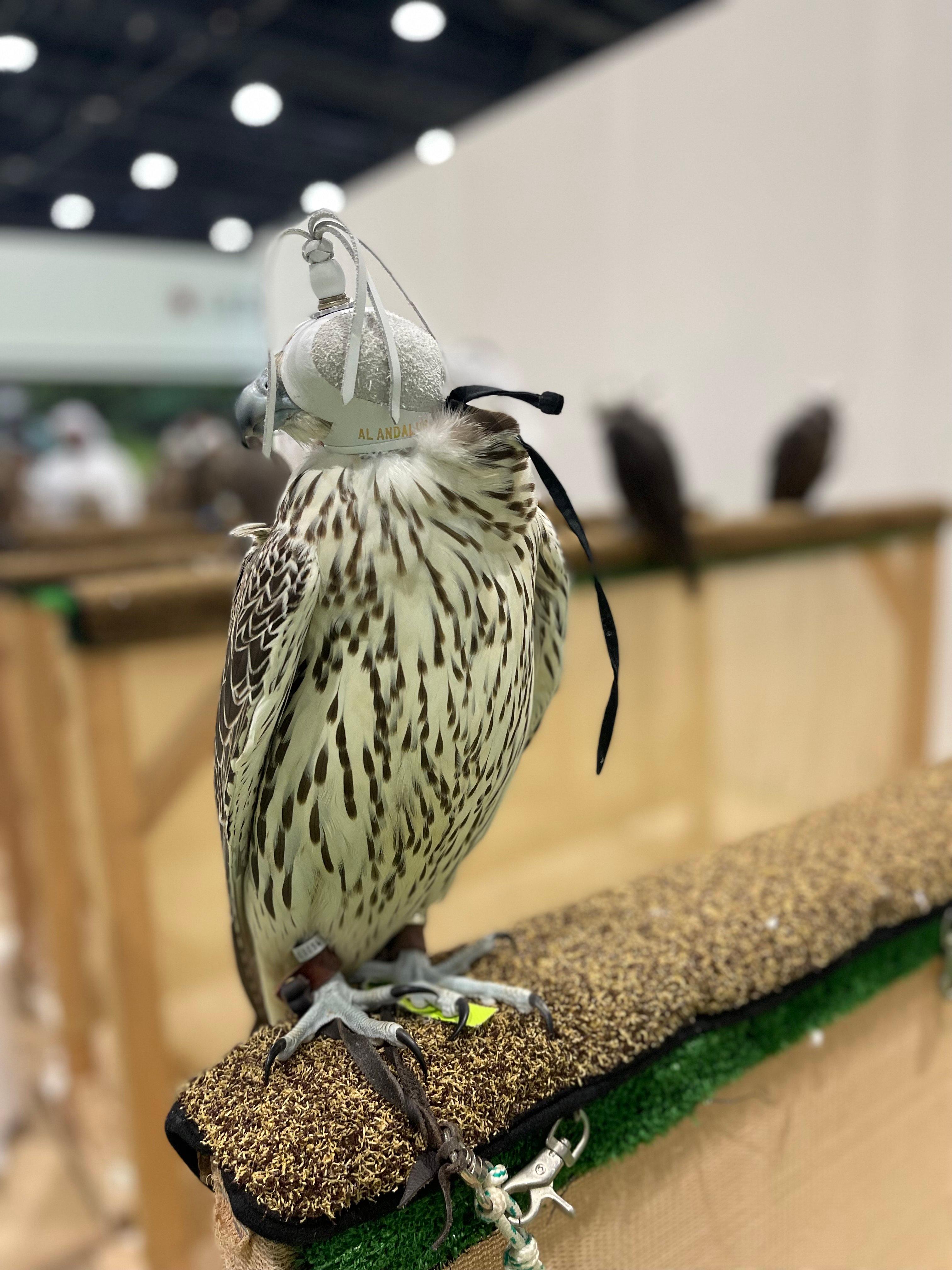 The Majesty of Falconry Takes Flight at ADIHEX: A Celebration of Heritage and Innovation