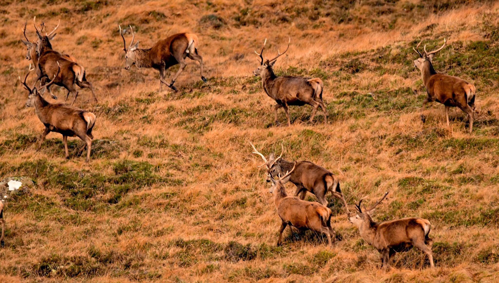 I live in the Scottish highlands and have a passion for stalking red deer  to get as close as possible to capture them in their natural habitat .