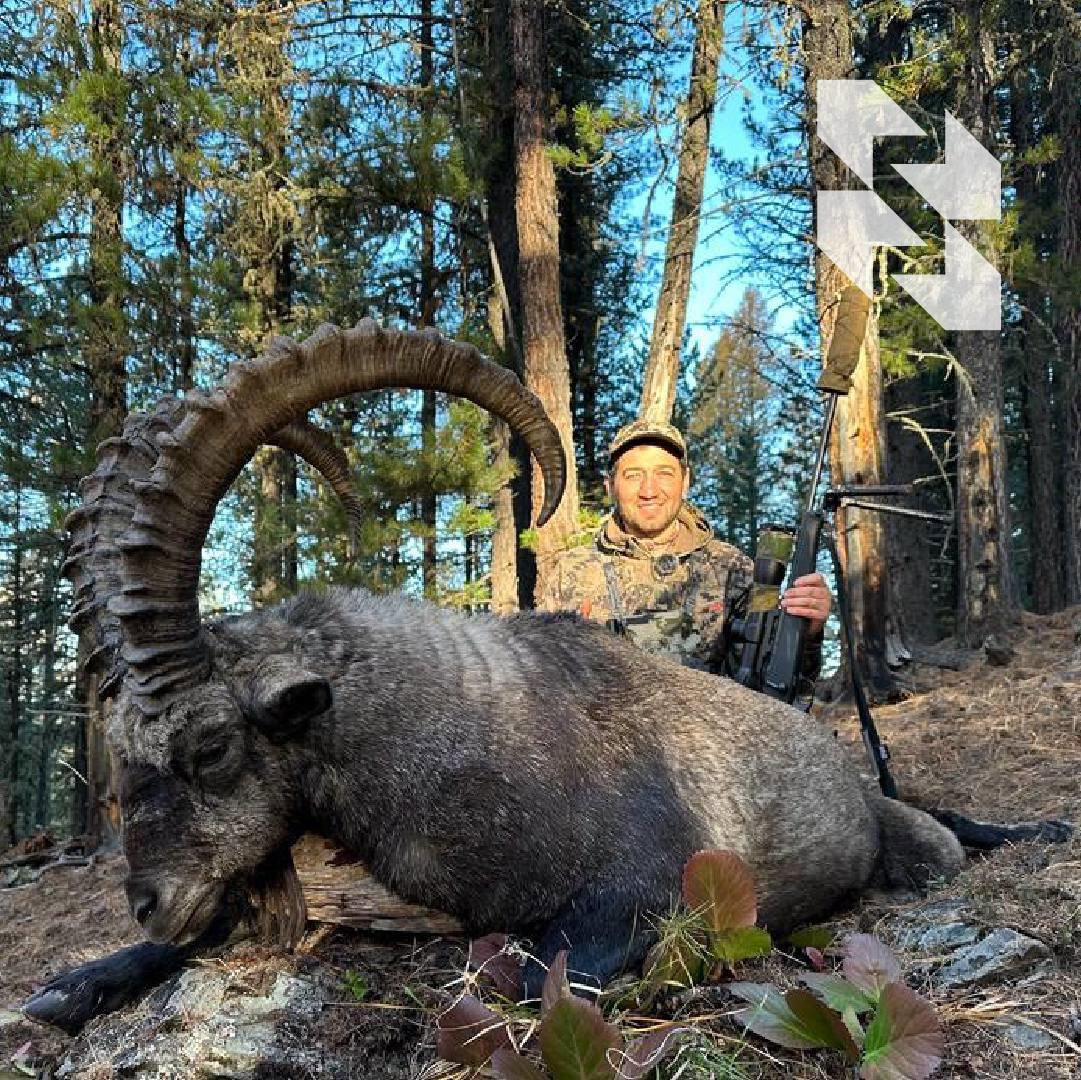 🇷🇺 Jedini kozorog dostupan za lov u Ruskoj Federaciji: sibirska planinska koza.