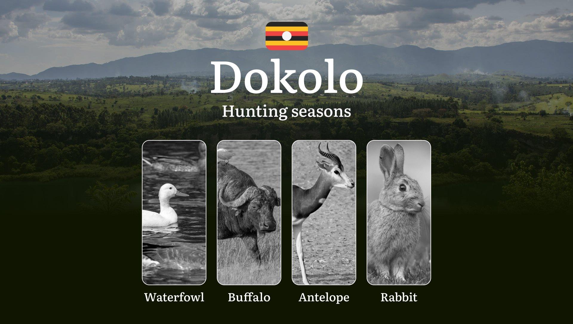 Hunting Access Dates in Dokolo: Key Hunting Periods for All Species, Restricted Areas, Rules and Exceptions, Getting Your License, Gear, Locations, and Optimal Timing