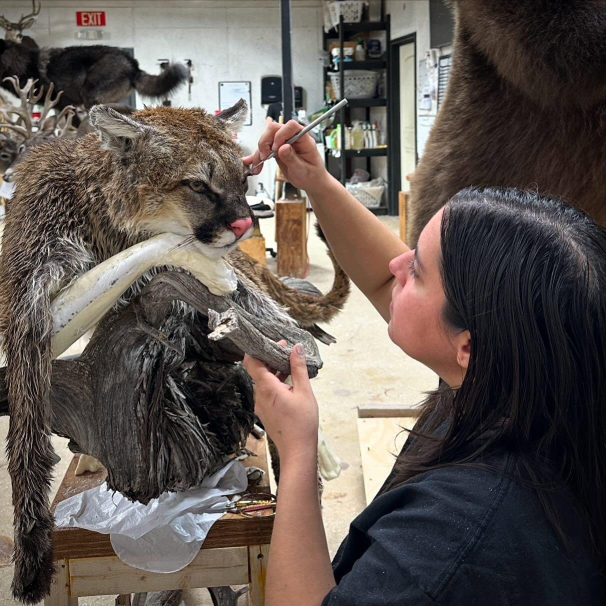 Just a little throwback Thursday to this candid shot of Shannon working on this beautiful relaxed mountain lion we recently featured.