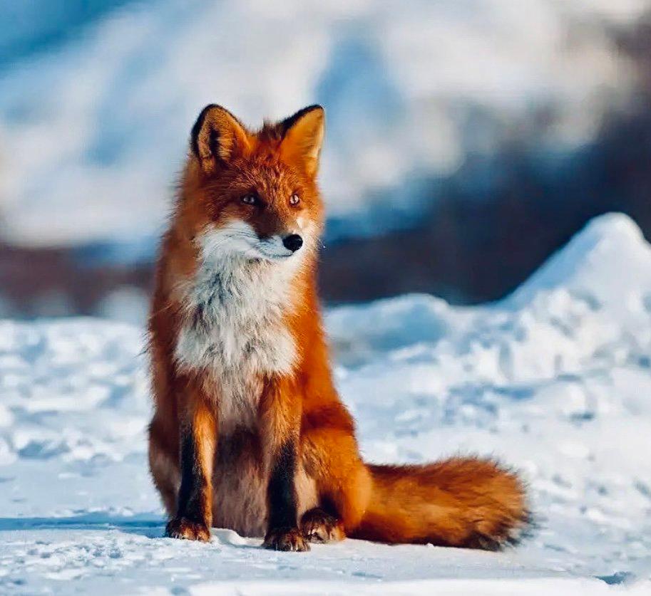 ЛИСИЦА: описание, охота на лису, повадки, методы, оружие, трофей, лицензия — полное руководство для охотников