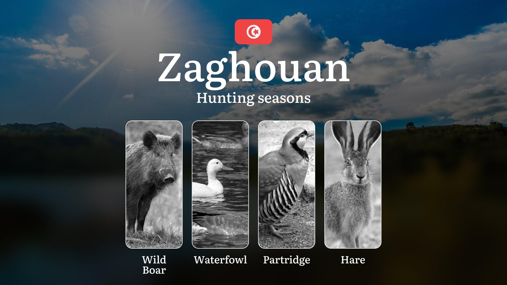Hunting Seasons in ZAGHOUAN: Key Periods, Licensing Requirements, Strategic Recommendations, Regulatory Restrictions and Conservation Measures
