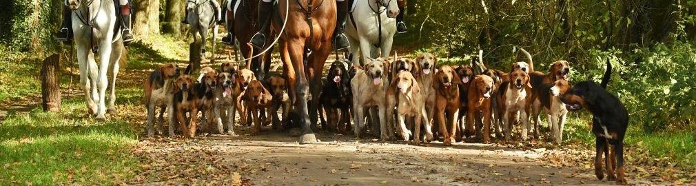 Best hunting dog breeds - how to choose a hunting dog? banner