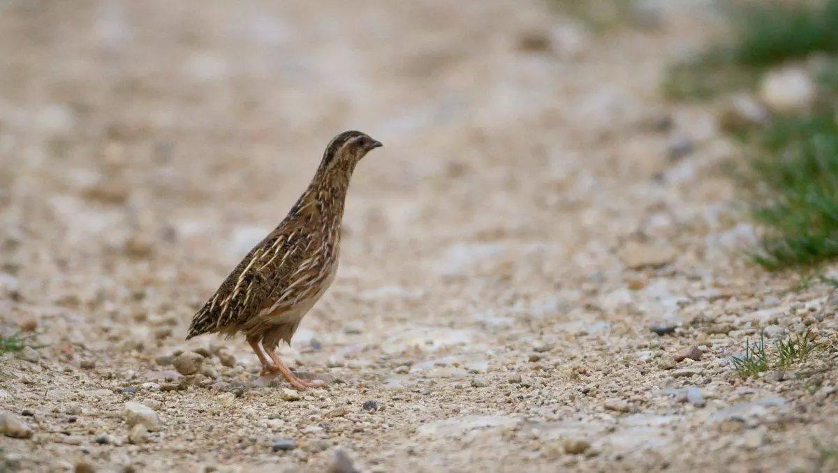 Chemins ruraux, cœur de biodiversité