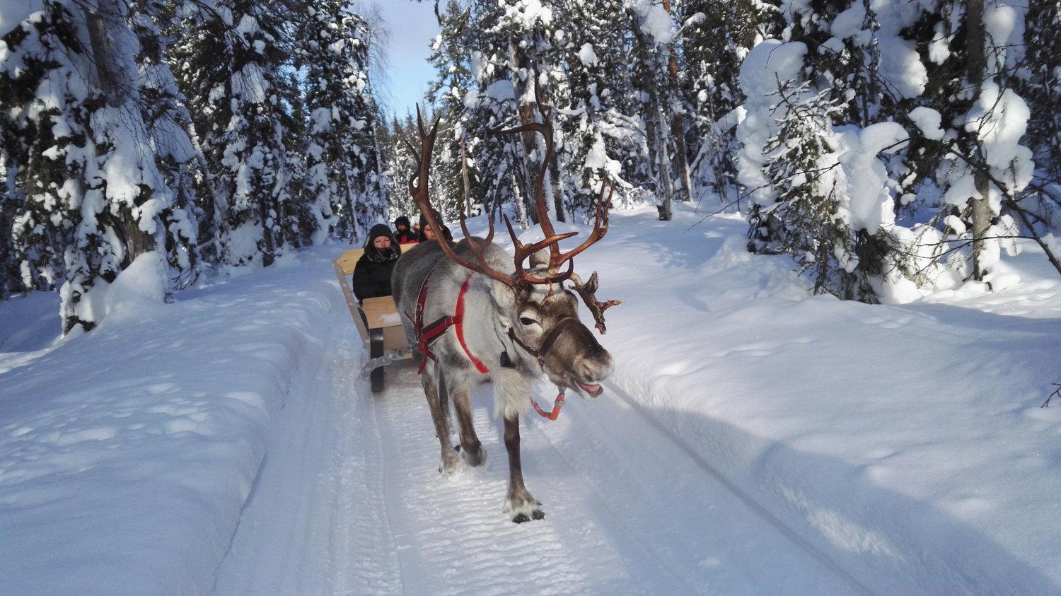 Exploring Fell Lapland Hunting: Geography, Clubs and Communities, Hunters, Legislation, and Unique Traditions