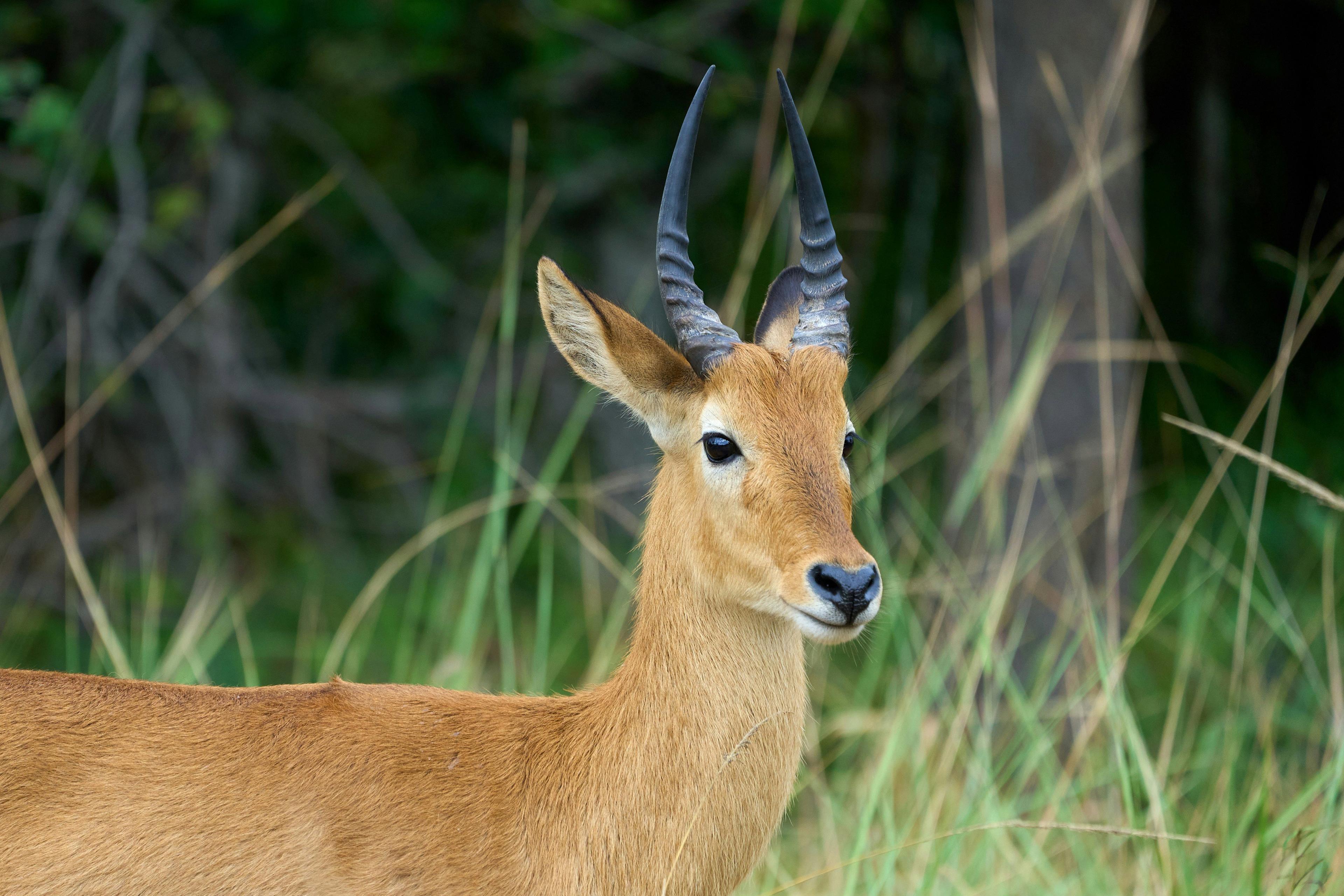 Trophy Animals, Hunting in Muchinga Province, Several important organizations operate in the region: A Paradise for True Hunters in the Heart of Zambia