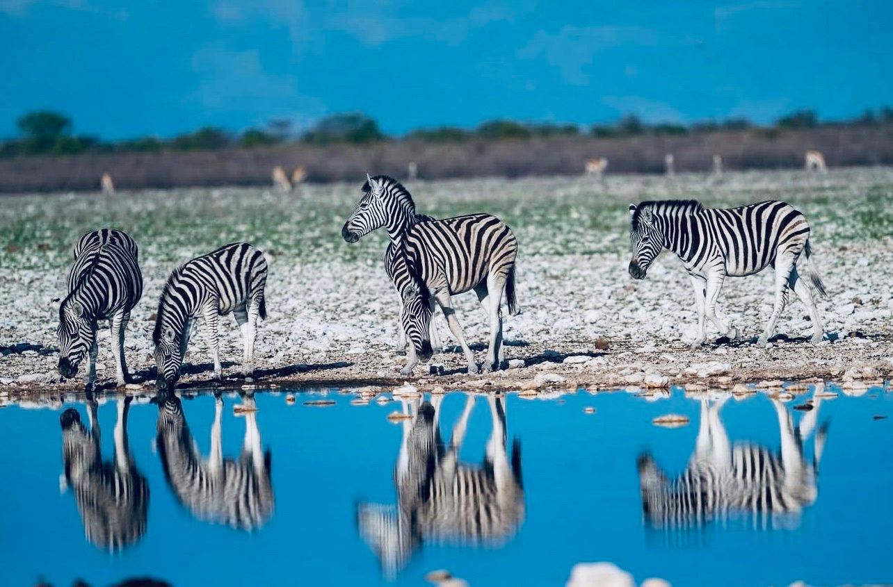 Zebra Hunting in Namibia: A Striped Trophy Worth Pursuing