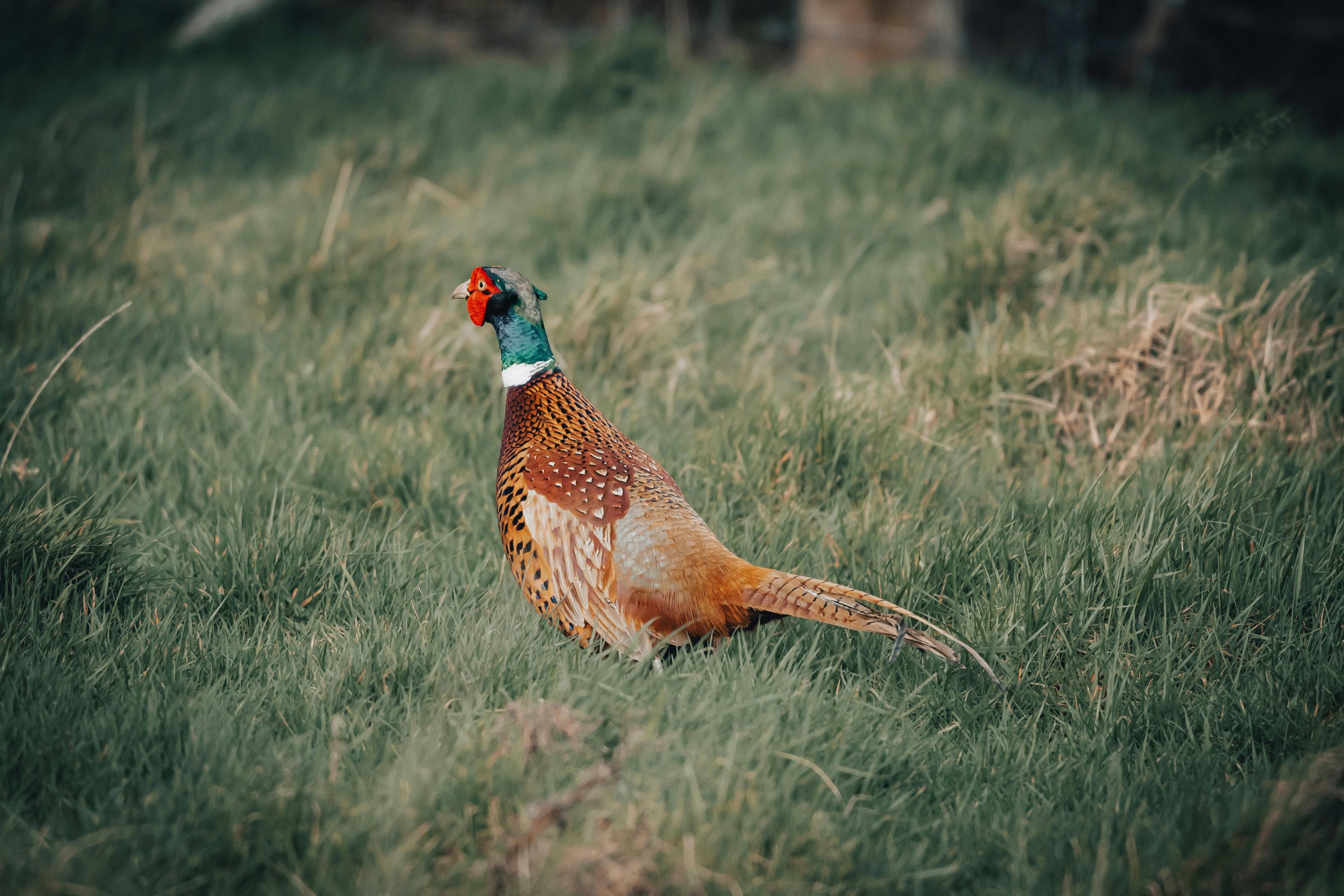 La Chasse dans le TARN-ET-GARONNE: Explorez la Démographie, Naviguez dans les Saisons de Chasse et Découvrez des Traditions