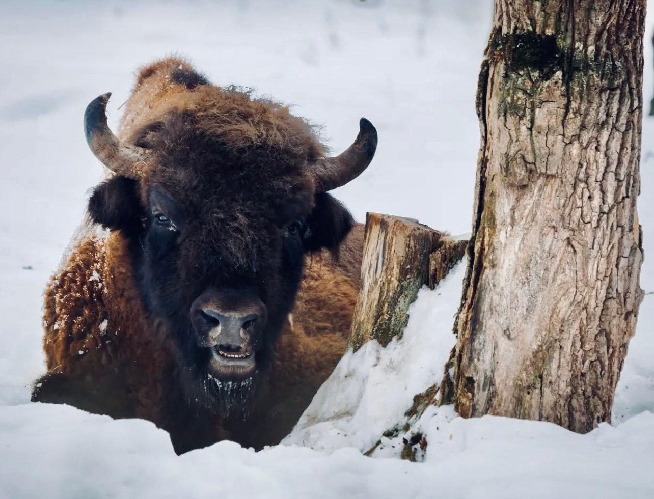 ЗУБР: описание, охота на зубра, где обитает, повадки, методы, лицензия, цена, трофеи и правила.